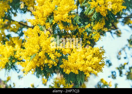 Nahaufnahme des gelben Mimosa-Baumes mit seinen flauschigen, zarten Blüten. Blühender Frühling Hintergrund. Saisonale Frühlingsblumen. Selektiver Fokus, Cop Stockfoto