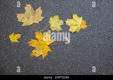 Der gelbe Ahorn lässt sich auf der nassen Straße verfärben Stockfoto