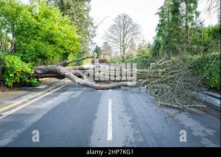 Haslemere, Großbritannien, Samstag, 19th. Februar 2022 Ein gefallener Baum liegt auf der Weydown-Straße in Haslemere, nachdem die starken Winde des Sturms Eunice in ganz Großbritannien Chaos verursachen. Kredit: DavidJensen / Empics Unterhaltung / Alamy Live Nachrichten Stockfoto