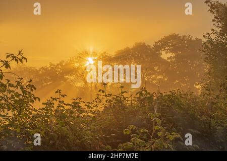 Erstes goldenes Licht filtert in einem strahlenden Sonnenstoß durch die Bäume Stockfoto