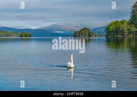 Der einsame Schwan am großen Ullswater Lake District Lake Stockfoto