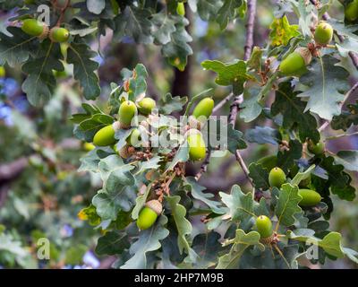 Eicheln auf den Zweigen der Oregon White Oak Stockfoto