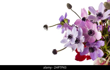 Frische, bunte Kosmos Frühlingsblumen in Glasvase isoliert auf weißer Oberfläche mit großen Kopie Raum entworfen. Konzeptuelles Bild Stockfoto