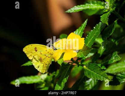 Gelber Schmetterling auf gelber Blume mit grünen Blättern Stockfoto