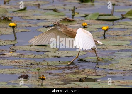 Una sgarza ciuffetto a caccia di pesce nelle acque dell'Oasi Lipu di Torrile (Parma, Italien) Stockfoto