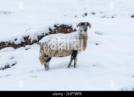 Chipping, Preston, Lancashire, Großbritannien. 19th. Februar 2022. Ein Swaledale-Mutterschaf im Schnee, der Preston, Lancashire, am Samstag traf. Quelle: John Eveson/Alamy Live News Stockfoto