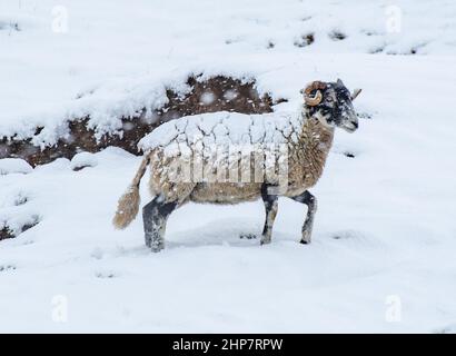 Chipping, Preston, Lancashire, Großbritannien. 19th. Februar 2022. Ein Swaledale-Mutterschaf im Schnee, der Preston, Lancashire, am Samstag traf. Quelle: John Eveson/Alamy Live News Stockfoto