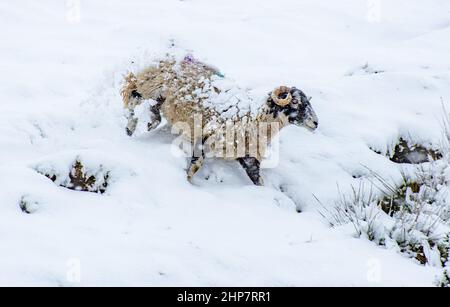 Chipping, Preston, Lancashire, Großbritannien. 19th. Februar 2022. Ein Swaledale-Mutterschaf im Schnee, der Preston, Lancashire, am Samstag traf. Quelle: John Eveson/Alamy Live News Stockfoto