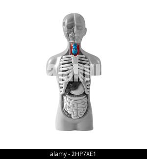 Kehlkopfkrankheit. Menschliches Körpermodell auf weißem Hintergrund isoliert. Medizinische Ausbildung und Gesundheitsprobleme Konzept. Hochwertige Fotos Stockfoto
