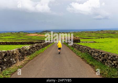 Junge in gelber Regenjacke, der durch Steinmauern und Weiden eine Landstraße entlang geht, terceira, Azoren, Portugal Stockfoto