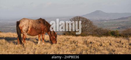 Pony grasen auf einer Wiese in der Nähe des Long Mynd, Shropshire, England Stockfoto