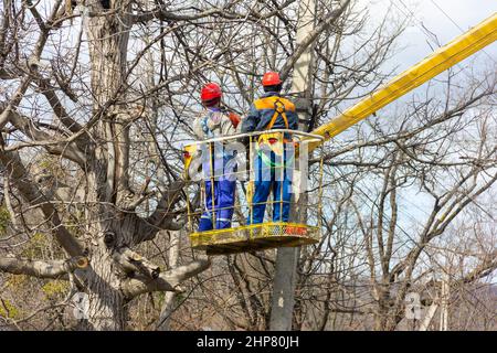 Elektriker schneiden Äste auf einem Baum mit einer Kettensäge ab, die elektrische Drähte in der Höhe auf einer hydraulischen Antennenplattform reinigt Stockfoto