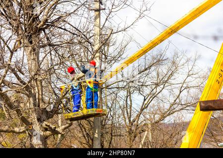 Elektriker schneiden Äste an einem Baum mit einer Kettensäge ab und reinigen elektrische Drähte in einer Höhe auf einer hydraulischen Antennenbühne Stockfoto