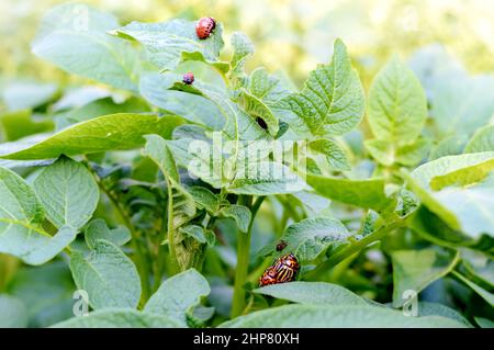 Kartoffelkäfer von Colorado. Wanzen auf Kartoffelblättern in der Natur, natürlicher Hintergrund, Nahaufnahme. Stockfoto