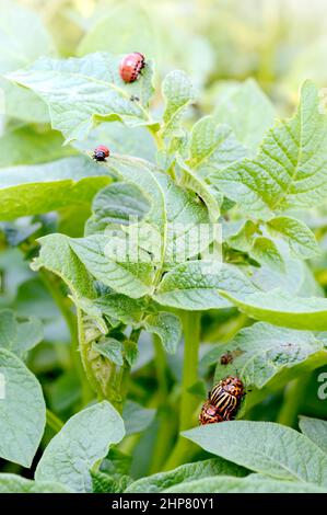 Kartoffelkäfer aus Colorado und rote Larven krabbeln und fressen Kartoffelblätter, natürlicher Hintergrund, vertikale Ansicht. Schädlinge von landwirtschaftlichen Nutzpflanzen. Stockfoto