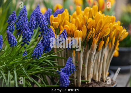 Muscari und gelbe Krokussen erste Frühlingsblüten Stockfoto