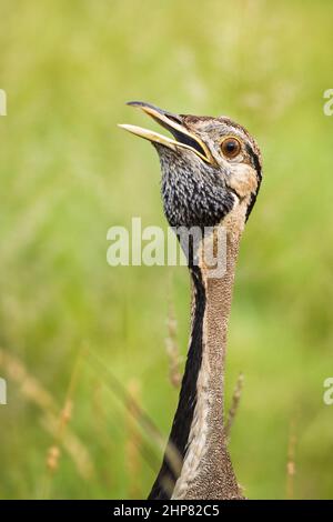 Schwarzbauchige Korhaan, Eupodotis melanogaster, männlich, unter Gräsern rufend, Satara District, Krüger National Park, Südafrika Stockfoto