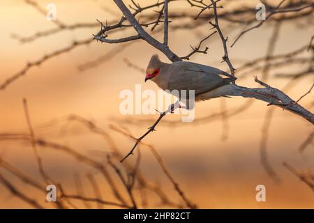 Der rotgesichtige Mausvögel, Urocolius indicus, thront in Buffalo-Thorn Jujube, Ziziphus mucronata, Hertzogville, Orange Free State, Südafrika Stockfoto