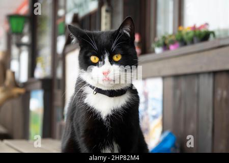 Die schwarz-weiße Katze mit gelben Augen sitzt Stockfoto