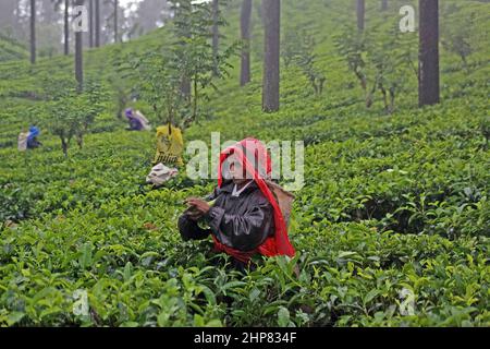 Nuwara Eliya, Sri Lanka - Januar 9. 2011: Blick auf die Teepickerin auf dem Waldhügel an nebligen Regentagen Stockfoto