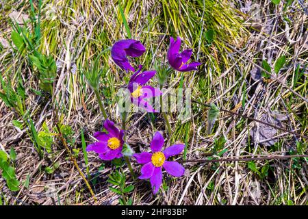 Gewöhnlicher Pasque hat bläulich-violette oder dunkelviolette Blüten, selektiver Fokus Stockfoto