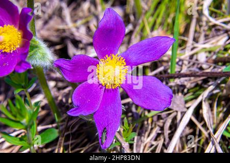 Niedrig wachsende in sonnenbeschienenen Gebieten blühen im frühen Frühjahr mit großen violetten Blüten, selektiver Konzentration Stockfoto