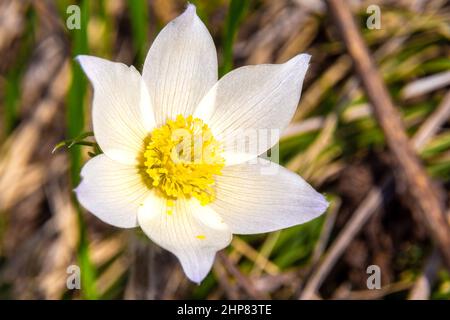 Pulsatilla pratensis blüht im frühen Frühjahr an sonnigen Orten mit großen weißen Blüten mit einem gelben Zentrum, selektiver Konzentration Stockfoto