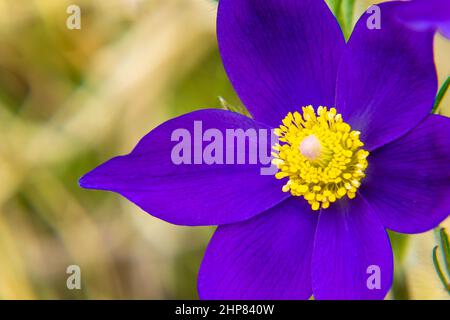 Helle kontrastierende dunkelviolette Blüten von Pulsatilla pratensis mit einem leuchtend gelben zentralen Teil, ziehen bestäubende Insekten an, selektiver Fokus Stockfoto