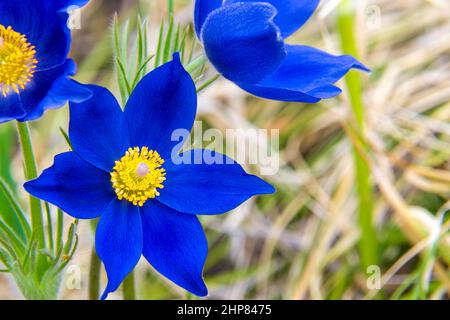 Helle kontrastierende Blüten von Pulsatilla pratensis dunkelblau mit einem zentralen Teil von hellem Gelb, ziehen Insekten an - Bestäuber, selektiver Fokus Stockfoto