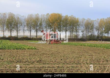 Ein großer Rübenernter erntet an einem schönen Herbsttag Rüben auf dem Feld mit einer bunten Baumreihe im Hintergrund Stockfoto