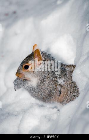 Graues Eichhörnchen, das im Schnee frisst Stockfoto