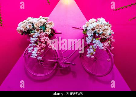 Rosa Fahrrad mit Blumen an einer rosa Wand in Puerto Plata, Dominikanische Republik dekoriert Stockfoto