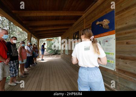 13. September 2021, Spanien, Campanet: Touristen besuchen das Geier-Zentrum und das Observatorium von Mallorca. Das Zentrum der Mediterranean Wildlife Foundation in Campanet, Mallorca, dient der Erhaltung des Schwarzgeiers (Aegypius monachus) und seines Lebensraums auf Mallorca. Anfang 1980s war die letzte Inselpopulation des Schwarzgeiers vom Aussterben bedroht. Die Exemplare des Schwarzen Geiers und des Gänsegeiers (Gyps fulvus), die derzeit in der Mitte leben, erlitten irreversible Schäden aufgrund von Unfällen, die es unmöglich machen, in ein Leben in der Wildnis zurückzukehren. Foto: Clara Margais/dpa Stockfoto