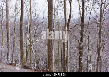 Majestätische Aussicht auf das eisige Waldwunderland des Rauhfrosts im Great Smoky Mountain National Park auf der neu entdeckten Gap Road in den südlichen Appalachen. Stockfoto