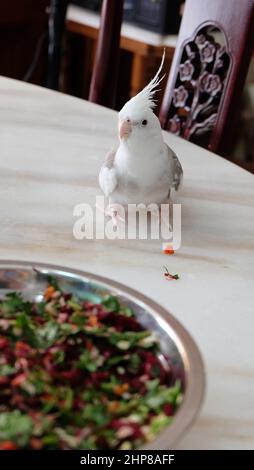 Ein weiß gesichtener, piezter Nymphensittich, der auf einem Marmortisch steht, mit einer Schüssel voll frisch gehacktem Gemüse davor. Stockfoto