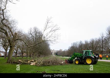 Windsor, Großbritannien. 19th. Februar 2022. Crown Estate Baumärzten stellen sichere Rosskastanienbäume her, die am Vortag auf dem langen Spaziergang von Storm Eunice niedergebracht wurden. Drei Menschen starben in Großbritannien während des Sturms Eunice, und ein vorläufiger Rekord für England wurde durch eine 122mph Gust auf der Isle of Wight aufgestellt. Kredit: Mark Kerrison/Alamy Live Nachrichten Stockfoto