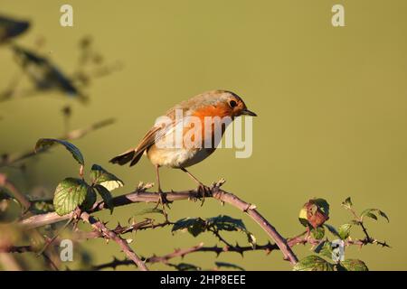 Europäischer Robin auf der Jagd von einem Barsch auf einem Bramble Bush. Hertfordshire, England, Großbritannien. Stockfoto