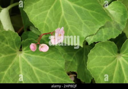 Schöne frische rosa Begonia Blume mit grünen Blättern in Einem Garten für Haus und Gebäude Dekoration. Stockfoto