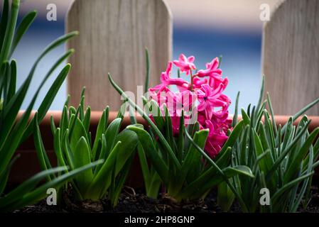 Hyacinthus orientalis, rosa Blüten, im Garten Stockfoto