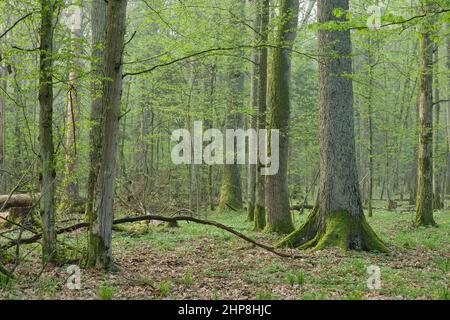 Nebliger Laubwald mit alten Eichen im Frühling vor Sonnenaufgang, Bialowieza Wald, Polen, Europa Stockfoto