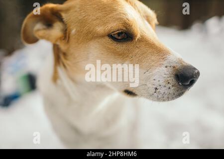 Nahaufnahme eines Hundes Stockfoto