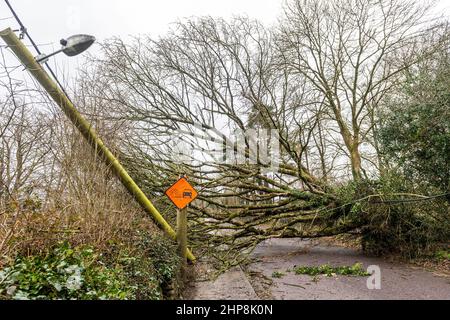 Dunmanway. West Cork, Irland. 19th. Februar 2022. Gestern fiel ein Baum in der Nähe des Dunmanway Hospital während des Sturms Eunice nieder, der die Straße komplett blockierte. Mehr als 24 Stunden später ist die Straße immer noch gesperrt, was Zufahrtsprobleme für das Krankenhaus verursacht. Quelle: AG News/Alamy Live News Stockfoto