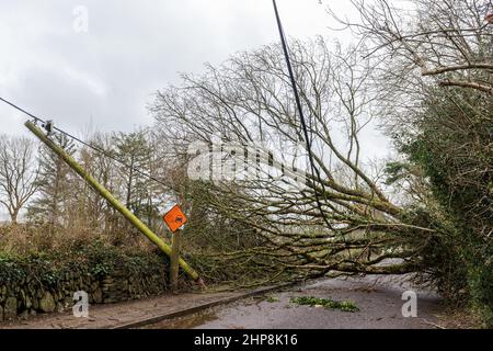 Dunmanway. West Cork, Irland. 19th. Februar 2022. Gestern fiel ein Baum in der Nähe des Dunmanway Hospital während des Sturms Eunice nieder, der die Straße komplett blockierte. Mehr als 24 Stunden später ist die Straße immer noch gesperrt, was Zufahrtsprobleme für das Krankenhaus verursacht. Quelle: AG News/Alamy Live News Stockfoto