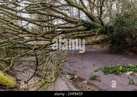 Dunmanway. West Cork, Irland. 19th. Februar 2022. Gestern fiel ein Baum in der Nähe des Dunmanway Hospital während des Sturms Eunice nieder, der die Straße komplett blockierte. Mehr als 24 Stunden später ist die Straße immer noch gesperrt, was Zufahrtsprobleme für das Krankenhaus verursacht. Quelle: AG News/Alamy Live News Stockfoto