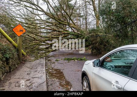 Dunmanway. West Cork, Irland. 19th. Februar 2022. Gestern fiel ein Baum in der Nähe des Dunmanway Hospital während des Sturms Eunice nieder, der die Straße komplett blockierte. Mehr als 24 Stunden später ist die Straße immer noch gesperrt, was Zufahrtsprobleme für das Krankenhaus verursacht. Quelle: AG News/Alamy Live News Stockfoto