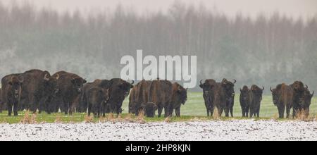 Europäische Bison-Herde, die bei Schneefall gegen Waldbestand ruht, Woiwodschaft Podlachie, Polen, Europa Stockfoto