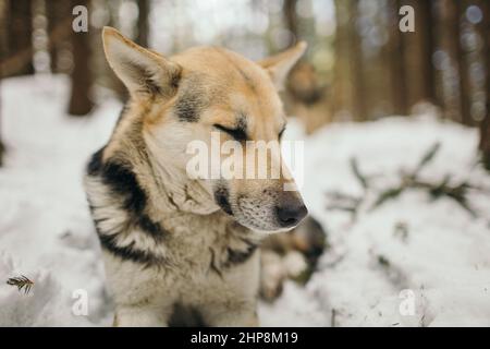 Ein Hund, der im Schnee sitzt Stockfoto