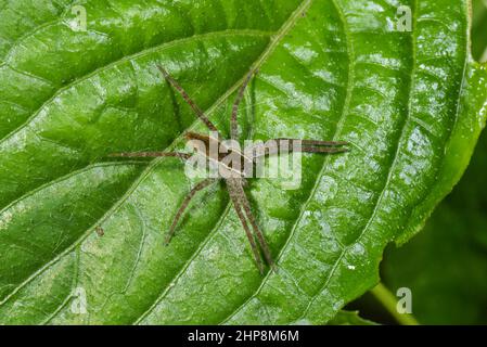 Wolf Spider sitzt auf einem grünen Blatt in der Nähe von Lonavala, Maharashtra, Indien Stockfoto