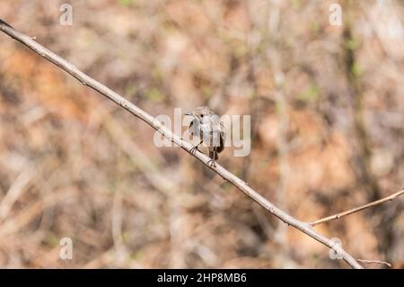 African Grey Flycatcher (Melaenornis microrhynchus) Stockfoto