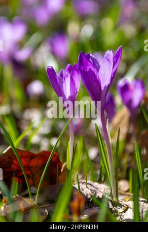 Naturhintergrund mit blühender Flora. Lila Krokus blüht an einem sonnigen Frühlingstag im grünen Gras Stockfoto